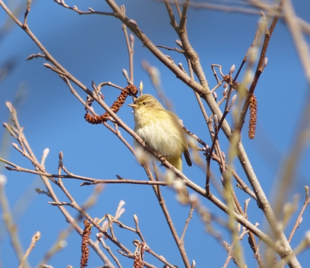 chiffchaff