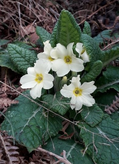 Primroses at Captain’s Wood – Andrew Excell