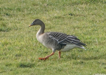 Taiga bean goose at Hen Reedbeds - David Borderick