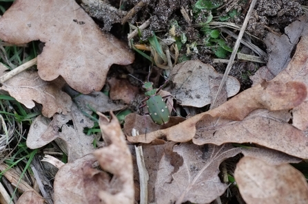 Tiger beetle at Redgrave & Lopham Fen - Nick Lingwood