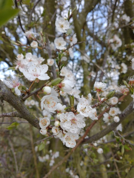 Wild plum at Knettishall Heath - David Stansfeld