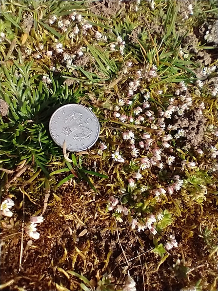 Common whitlow grass at Knettishall Heath - David Stansfeld