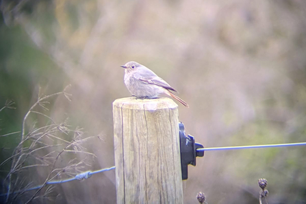 Black redstart – Jamie Smith