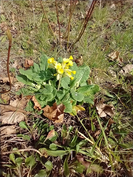 Cowslips at Lound Lakes - Andrew Hickinbotham