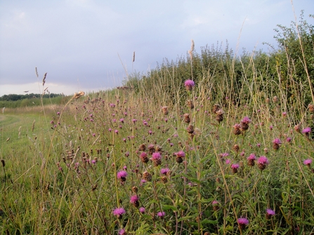 Field margin on Shimpling Park Farm