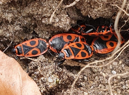 Firebugs at Rendlesham Forest - Ben Calvesbert