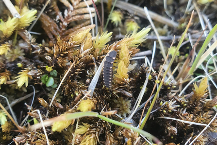 Glow worm larvae at Redgrave & Lopham Fen – Joe Bell-Tye