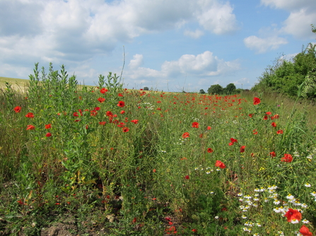 Wildlife friendly farming - Steve Aylward