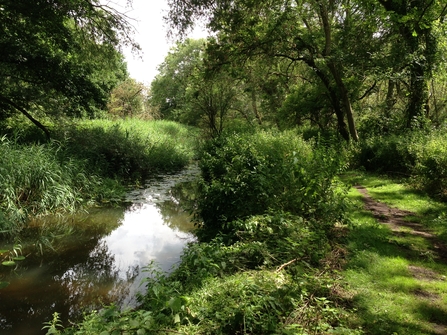 Little Ouse at Knettishall Heath - Steve Aylward