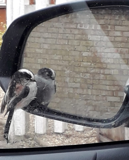 Long-tailed tit – Andrew Excell