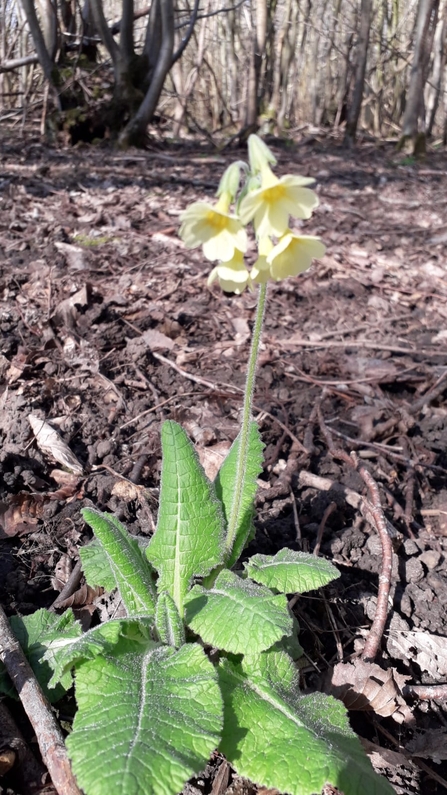 Oxlip at Bradfield Woods - Alex Lack