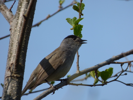 blackcap