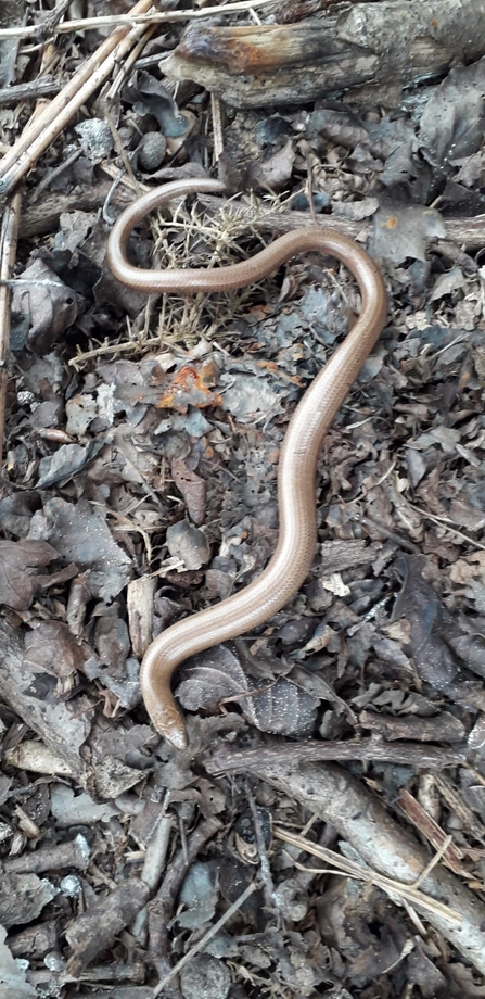 Slow worm at Captain's Wood - Andrew Excell