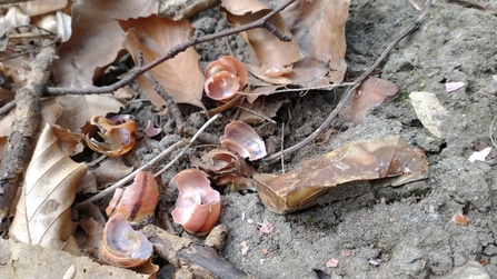 Song thrush anvil and smashed snail shells at Reydon Wood – Dan Doughty