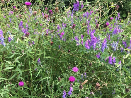 Wildflowers on Shimpling Park Farm