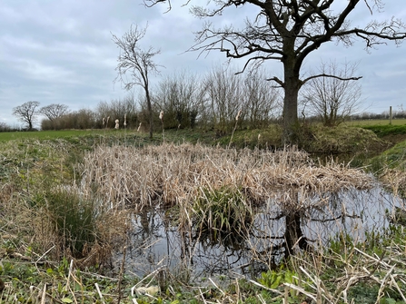 Pond on Shimpling Park Farm