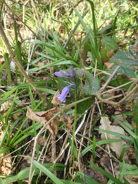 First bluebell at Arger Fen - Joe Bell-Tye