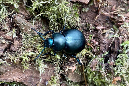 Bloody-nosed beetle – Ben Calvesbert
