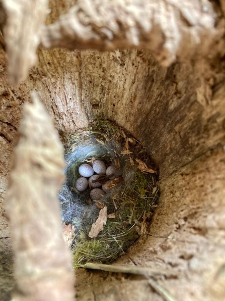 Birds nest in a rotten fence post at Blaxhall Common - Ben Calvesbert