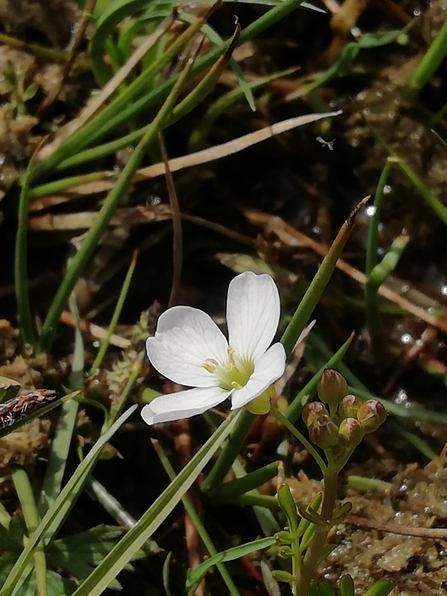 Cuckoo flower at Snape Marshes - Gabby King
