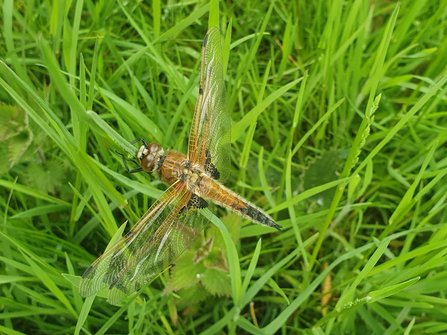 Four spotted chaser – Joe Bell-Tye