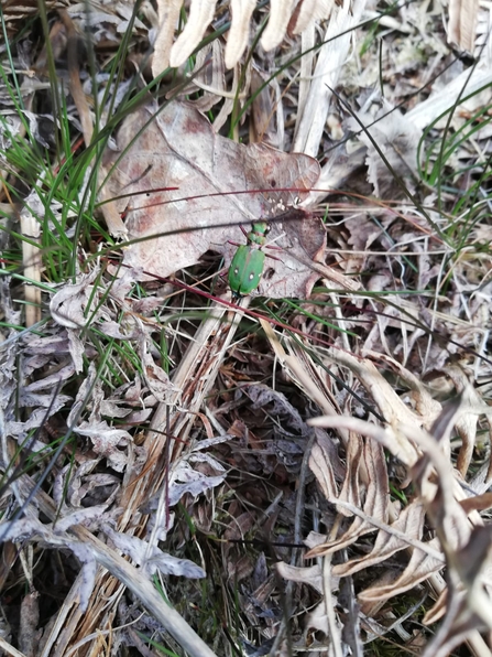 Green tiger beetle, David Stansfield