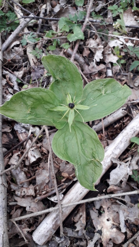Herb-paris - Alex Lack
