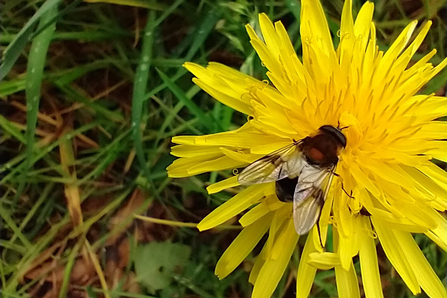 Hoverfly Leucozona lucorum - David Stansfeld