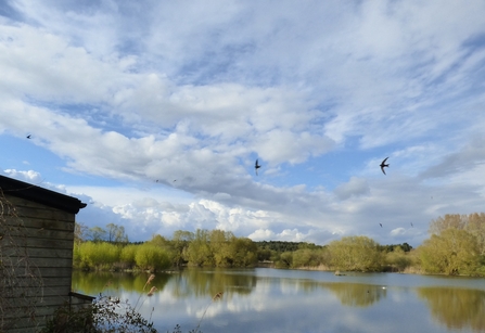 swifts over the slough