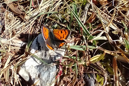Small copper butterfly at Knettishall Heath – David Stansfeld