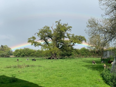 Rainbow over Foxburrow Farm, Steve Hook