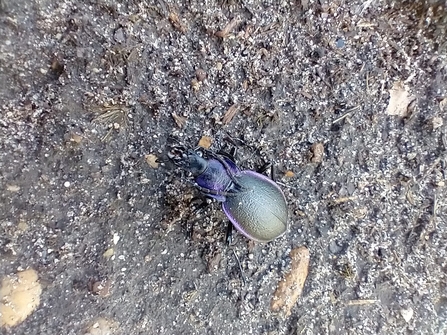 Violet ground beetle, David Stansfield
