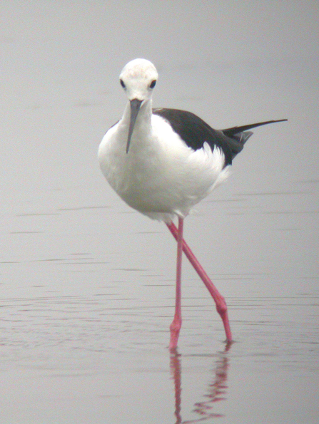 Black-winged stilt – Dave Appleton