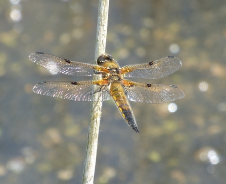 Four-spotted chaser by Mike Andrews