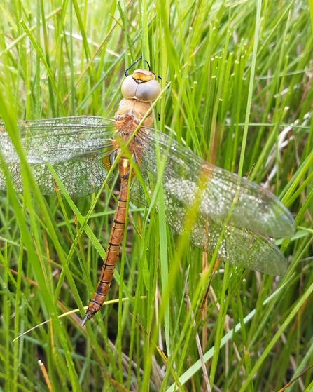 Norfolk hawker at Dingle Marshes – Jamie Smith