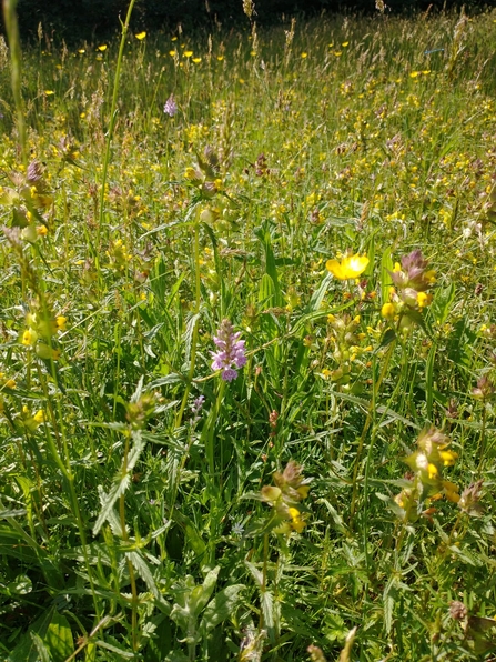 Gunton Meadow - Ellen Shailes