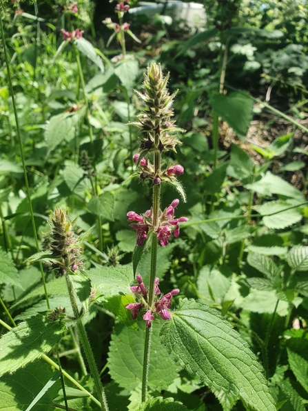 Hedge woundwort at Arger Fen – Joe Bell-Tye