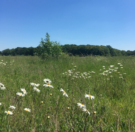 Arger Fen looking over to Rowley Grove - Will Cranstoun