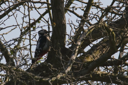 Great spotted woodpecker at Hazlewood Marshes – Andrew Excell