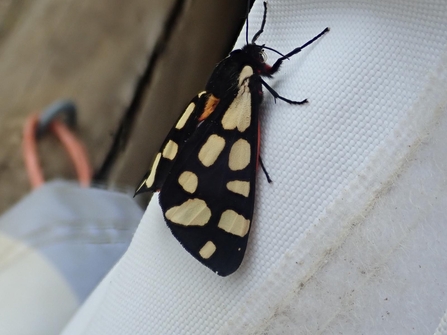 Cream spot tiger moth at Lackford Lakes – Will Cranstoun
