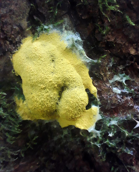 Dogs vomit slime mould – Alex Lack