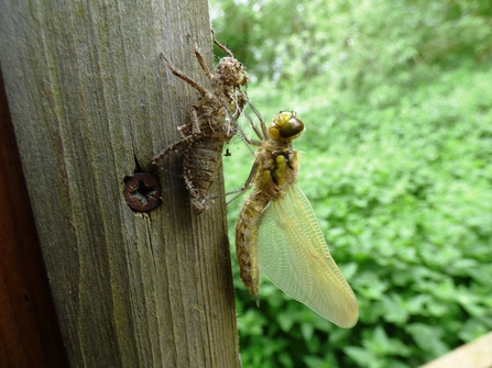 dragonfly emerging