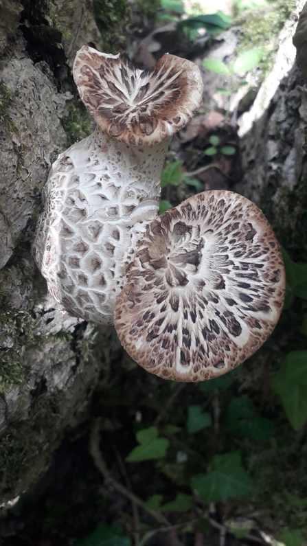Dryad’s saddle fungi at Bradfield Woods - Alex Lack
