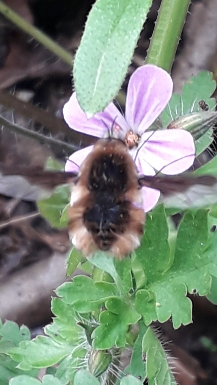 Greater bee-fly at Lackford Lakes - Joe Bell-Tye