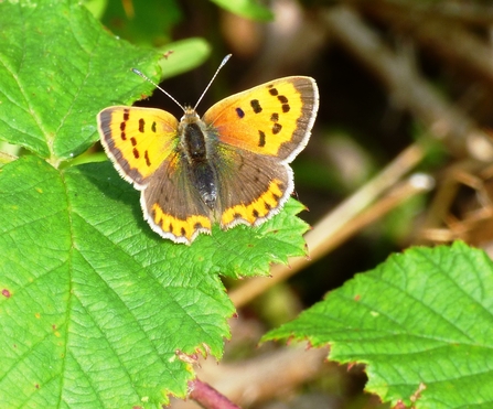 small copper by Mike Andrews