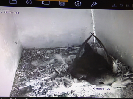 swifts on camera at Lackford Lakes - June 2021