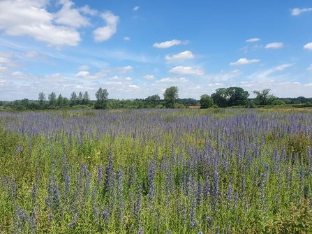 Viper’s bugloss at Lackford Lakes – Joe Bell-Tye