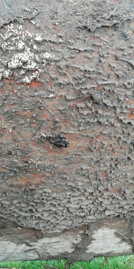 Ants nest at Foxburrow Farm, Gabby King