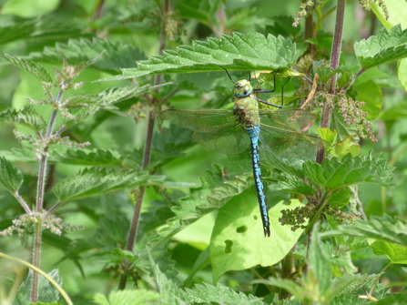 Emperor dragonfly