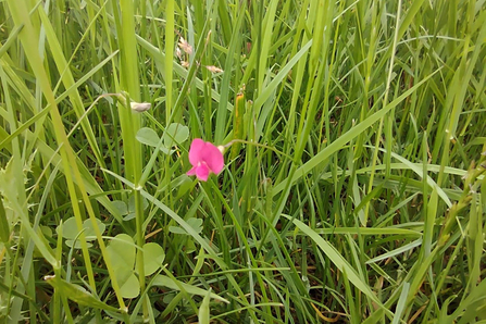 Grass vetchling at Trimley Marshes – Charlie McMurray
